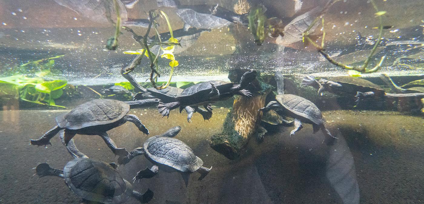 ヘビクビガメの飼い方・飼育方法