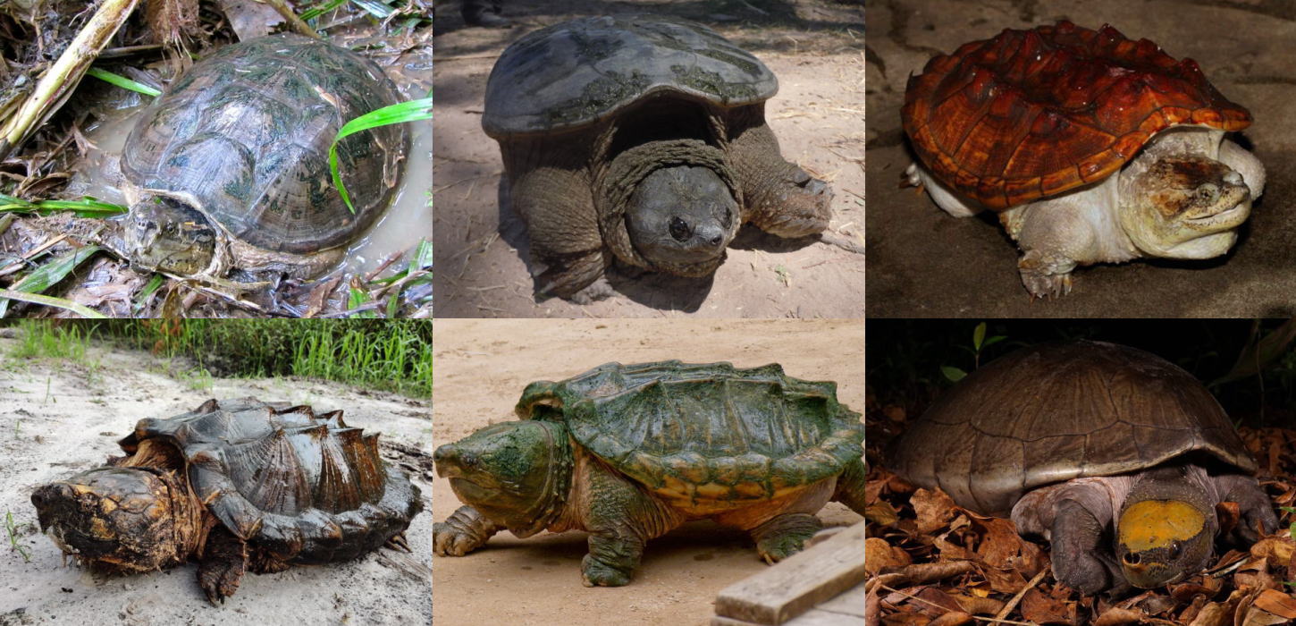 カミツキガメ科（5種）メキシコカワガメ科（1種）の特徴