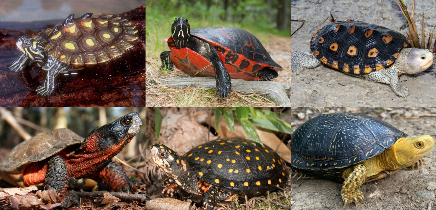 ヌマガメの種類と特徴