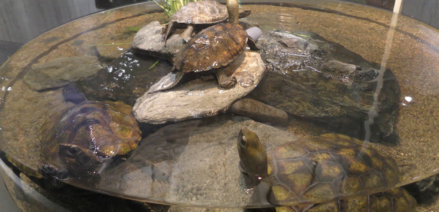 ニホンイシガメの飼い方・飼育方法の5つのポイント