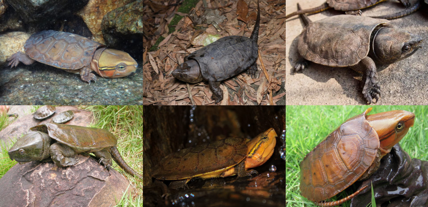 オオアタマガメ科（3種類）の特徴