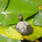 飼育してみたいカメ人気ランキング