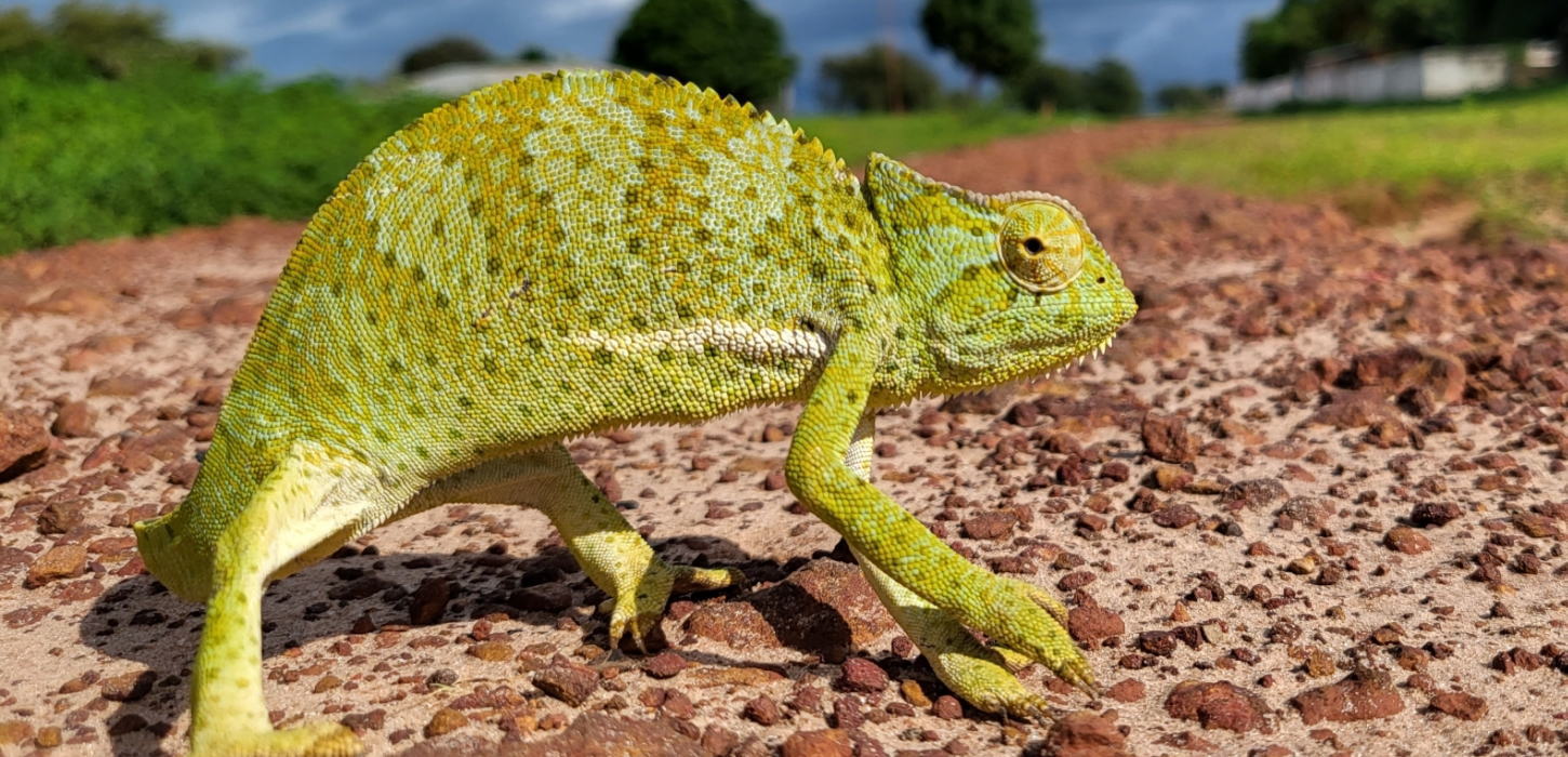 グラシリスカメレオン(別名：グラキリスカメレオ、優雅なカメレオン、グレースフルカメレオン、チャメレオグラシリス)